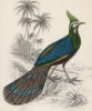 Наполеонов павлиний фазан (Polyplectron emphanum (лат.)) (лист 5 тома XX "Библиотеки натуралиста" Вильяма Жардина, изданного в Эдинбурге в 1834 году)
