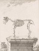 Скелет барана (лист VII иллюстраций к пятому тому знаменитой "Естественной истории" графа де Бюффона, изданному в Париже в 1755 году)