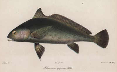 Гвинейский горбыль (Rhinoscion epipercus (лат.)) из семейства Sciaenidae (лист XIV великолепной работы Memoire sur les poissons de la côte de Guinée, изданной в Голландии в 1863 году)