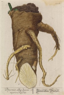 Корневище брионии белой (Bryonia alba (лат.)) (лист 533b "Гербария" Элизабет Блеквелл, изданного в Нюрнберге в 1760 году)