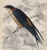 Большая сенегальская ласточка (Hirundo Senegalensis (лат.)) (лист 6 тома XXIII "Библиотеки натуралиста" Вильяма Жардина, изданного в Эдинбурге в 1843 году)