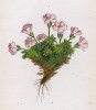Проломник Вульфини (Androsace Wulfenii (лат.)) (лист 336 известной работы Йозефа Карла Вебера "Растения Альп", изданной в Мюнхене в 1872 году)