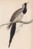 Капская горлица (Columba capensis (лат.)) (лист 20 тома XIX "Библиотеки натуралиста" Вильяма Жардина, изданного в Эдинбурге в 1843 году)