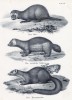 Лесной хорёк, россомаха и куница (лист 14 первого тома работы профессора Шинца Naturgeschichte und Abbildungen der Menschen und Säugethiere..., вышедшей в Цюрихе в 1840 году)