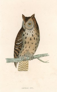 Пёстрая сова (Mottled Owl англ.))