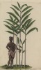 Cardamonum minus (лат.) -- справа. Кардамон -- многолетнее растение (Elettaria сardamomum) семейства имбирные (лист 585 "Гербария" Элизабет Блеквелл, изданного в Нюрнберге в 1760 году)