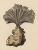 Коралл, именовавшийся во Франции конца XVIII столетия манжетой Нептуна (Manchette de Neptun) (из Table des Planches Enluminées d'Histoire Naturelle de M. D'Aubenton (фр.). Утрехт. 1783 год (лист 23))