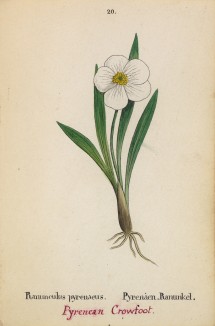 Лютик пиренейский (Ranunculus pyrenaeus (лат.)) (лист 20 известной работы Йозефа Карла Вебера "Растения Альп", изданной в Мюнхене в 1872 году)