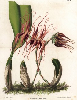 Орхидея Cirrhopetalum Pahudii de Vriesse (лат.). Профессор Удеманс, Neerland's Plantentuin: Afbeeldingen en beschrijvingen van sierplanten voor tuin en kamer, л.IV-V. Амстердам, 1866

