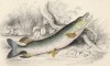Обыкновенная щука (Pike (англ.)) (лист 28 XXXII тома "Библиотеки натуралиста" Вильяма Жардина, изданного в Эдинбурге в 1843 году)