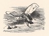 Это вьются Бегемошки. Подумать только -- такие толстые и неповоротливые, а как хорошо летают! (иллюстрация Джона Тенниела к книге Льюиса Кэрролла «Алиса в Зазеркалье», выпущенной в Лондоне в 1870 году)
