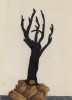 Чёрные, или "королевские кораллы" (Corallum nigrum (лат.)), живущие в тропических морях (лист 344 "Гербария" Элизабет Блеквелл, изданного в Нюрнберге в 1757 году)