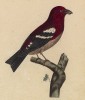 Белокрылый клёст (Loxia leucoptera (лат.)) (лист из альбома литографий "Галерея птиц... королевского сада", изданного в Париже в 1822 году)
