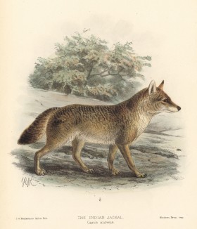 Шакал индийский (лист Х иллюстраций к известной работе Джорджа Миварта "Семейство волчьих". Лондон. 1890 год)