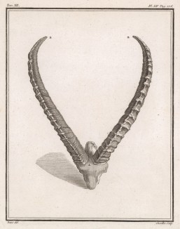 Бараний рог (лист XIV иллюстраций к двенадцатому тому знаменитой "Естественной истории" графа де Бюффона, изданному в Париже в 1764 году)