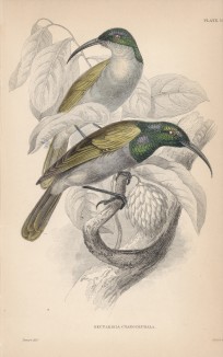 Нектарница Nectarinia cyanocephala (лат.) (лист 10 тома XVI "Библиотеки натуралиста" Вильяма Жардина, изданного в Эдинбурге в 1843 году)