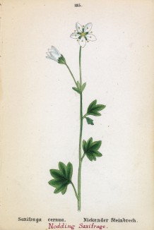 Камнеломка поникшая (Saxifraga cernua (лат.)) (лист 185 известной работы Йозефа Карла Вебера "Растения Альп", изданной в Мюнхене в 1872 году)