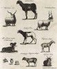 Козлы и козы многих родов и видов. Encyclopaedia Britannica, л.DX. Лондон, 1795