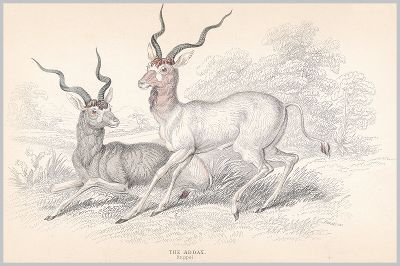 Копия «Винторогая антилопа аддакс (Oryx addax (лат.)) (лист 25 тома XI "Библиотеки натуралиста" Вильяма Жардина, изданного в Эдинбурге в 1843 году)»