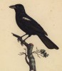 Расписная танагра (Tachyphonus leucopterus (лат.)) (лист из альбома литографий "Галерея птиц... королевского сада", изданного в Париже в 1822 году)