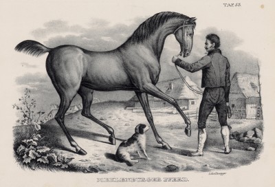 Лошадь мекленбургской породы (лист 53 первого тома работы профессора Шинца Naturgeschichte und Abbildungen der Menschen und Säugethiere..., вышедшей в Цюрихе в 1840 году)
