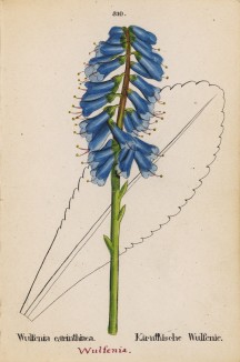 Вульфения каринтская (Wulfenia carinthiaca (лат.)) (лист 310 известной работы Йозефа Карла Вебера "Растения Альп", изданной в Мюнхене в 1872 году)