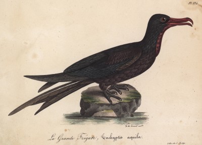 Большой фрегат (лист из альбома литографий "Галерея птиц... королевского сада", изданного в Париже в 1825 году)