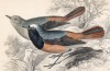 Горихвостка, или лысушка (Saxicola aenanthe (лат.)) (лист 6 тома XXV "Библиотеки натуралиста" Вильяма Жардина, изданного в Эдинбурге в 1839 году)