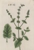Дикий шалфей (Salvia Horminum (лат.)) (лист 258 "Гербария" Элизабет Блеквелл, изданного в Нюрнберге в 1757 году)