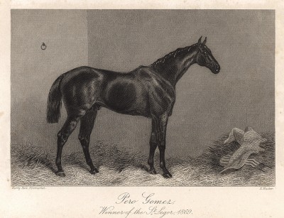 Конь Перо Гомез, победитель скачек Сент-Лежер в 1869 г. Лондон, 1869