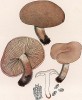 Рядовка, или леписта фиалковая, Tricholoma irinum Fr. (лат.), съедобный гриб. Дж.Бресадола, Funghi mangerecci e velenosi, т.I, л.44. Тренто, 1933