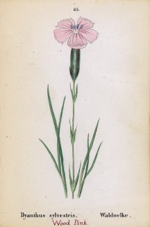 Гвоздика лесная (Dyanthus sylvestris (лат.)) (лист 85 известной работы Йозефа Карла Вебера "Растения Альп", изданной в Мюнхене в 1872 году)