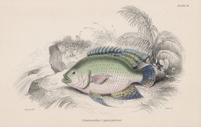 Окунь с модными в 1860-е синими плавниками (Centrarchus cyanopterus (лат.)) (лист 16 тома XL "Библиотеки натуралиста" Вильяма Жардина, изданного в Эдинбурге в 1860 году)