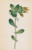 Воскоцветник альпийский (Cerinthe alpina (лат.)) (лист 299 известной работы Йозефа Карла Вебера "Растения Альп", изданной в Мюнхене в 1872 году)