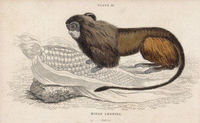 Черноголовый львиный тамарин (Midas leonina (лат.)) (лист 29 тома II "Библиотеки натуралиста" Вильяма Жардина, изданного в Эдинбурге в 1833 году)