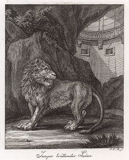 Молодой лев. Гравюра Иоганна Элиаса Ридингера из Entwurff Einiger Thiere ..., Аугсбург, 1738. 