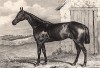 Гленгарри, знаменитая лошадь, тренированная для охоты. The Book of Field Sports and Library of Veterinary Knowledge. Лондон, 1864