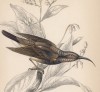 Нектарница Nectarinia fusca (лат.) (лист 8 тома XVI "Библиотеки натуралиста" Вильяма Жардина, изданного в Эдинбурге в 1843 году)