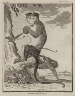 Цейлонский, или китайский макак. Лист XXX иллюстраций к четырнадцатому тому знаменитой "Естественной истории" графа де Бюффона. Париж, 1766