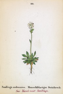 Камнеломка проломниковая (Saxifraga androsacea (лат.)) (лист 183 известной работы Йозефа Карла Вебера "Растения Альп", изданной в Мюнхене в 1872 году)