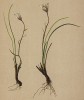 Ллойдия поздняя (Lloydia serotina (L.) (лат.)) (из Atlas der Alpenflora. Дрезден. 1897 год. Том I. Лист 60)