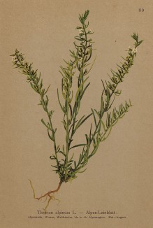 Ленец альпийский (Thesium alpinum (лат.)) (из Atlas der Alpenflora. Дрезден. 1897 год. Том I. Лист 80)
