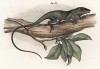 Каролинский анолис (Ctenocercus (Anolis) carolinensis (лат.)) (из Naturgeschichte der Amphibien in ihren Sämmtlichen hauptformen. Вена. 1864 год)