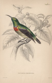 Нектарница Nectarinia chloropigia (лат.)) (лист 3 тома XVI "Библиотеки натуралиста" Вильяма Жардина, изданного в Эдинбурге в 1843 году)