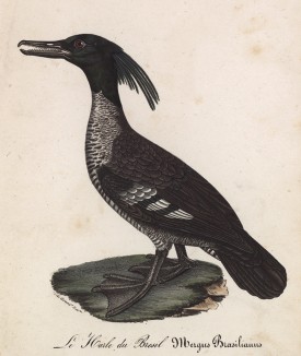 Крохаль бразильский (лист из альбома литографий "Галерея птиц... королевского сада", изданного в Париже в 1825 году)