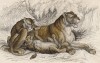 Львица и львята (Felis Leo (лат.)) (лист 3 тома III "Библиотеки натуралиста" Вильяма Жардина, изданного в Эдинбурге в 1834 году)