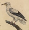 Стервятник (Neophron percnopterus (лат.)) (лист из альбома литографий "Галерея птиц... королевского сада", изданного в Париже в 1822 году)