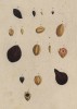 Разновидность дерева эмблик (Myrobalanus (лат.)) (лист 401 "Гербария" Элизабет Блеквелл, изданного в Нюрнберге в 1760 году)