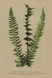 Харба -- папоротник щитовидный (из Atlas der Alpenflora. Дрезден. 1897 год. Том I. Лист 3)