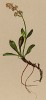 Валериана кельтская (Valeriana celtica (лат.)), из которой кельты варили разные бальзамы (из Atlas der Alpenflora. Дрезден. 1897 год. Том V. Лист 415)